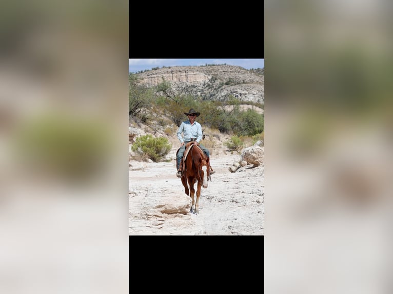 American Quarter Horse Gelding 13 years 15,1 hh Chestnut in Camp Verde AZ