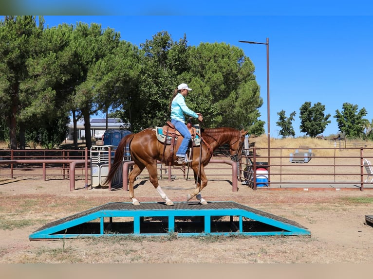 American Quarter Horse Gelding 13 years 15,1 hh Chestnut in Pleasant Grove CA