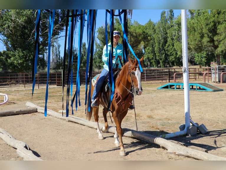 American Quarter Horse Gelding 13 years 15,1 hh Chestnut in Pleasant Grove CA