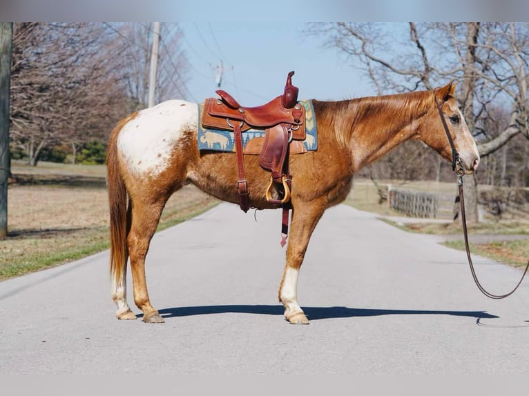 American Quarter Horse Gelding 13 years 15,1 hh Chestnut in Rineyville KY