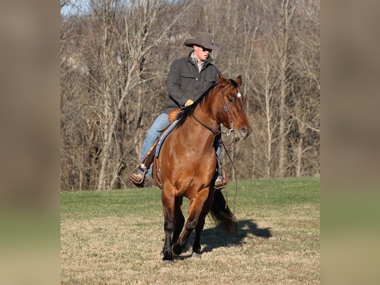 American Quarter Horse Gelding 13 years 15,1 hh Dun in Somerset