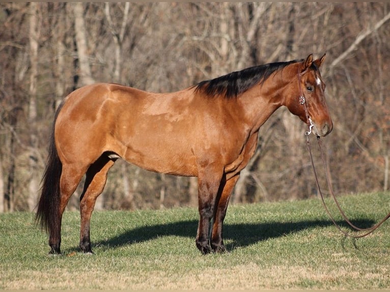 American Quarter Horse Gelding 13 years 15,1 hh Dun in Somerset