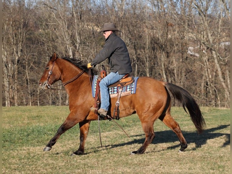 American Quarter Horse Gelding 13 years 15,1 hh Dun in Somerset