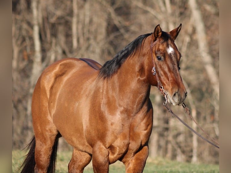 American Quarter Horse Gelding 13 years 15,1 hh Dun in Somerset