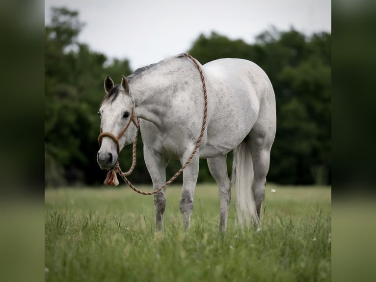 American Quarter Horse Gelding 13 years 15,1 hh Gray in Weatherford