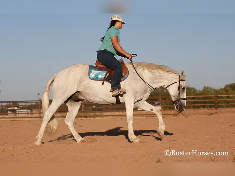 American Quarter Horse Gelding 13 years 15,1 hh Gray in Weatherford, TX