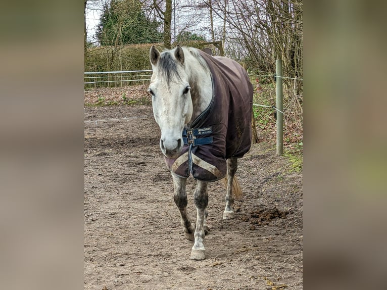 American Quarter Horse Gelding 13 years 15,1 hh Gray in Grabau