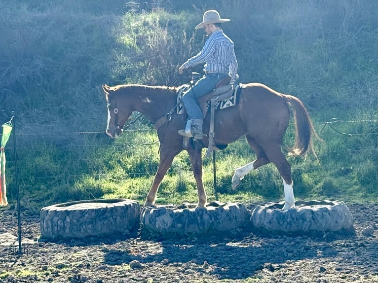 American Quarter Horse Gelding 13 years 15.1 hh Overo-all-colors in Paicines CA