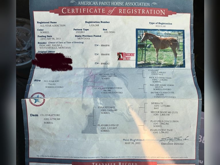 American Quarter Horse Gelding 13 years 15.1 hh Overo-all-colors in Paicines CA