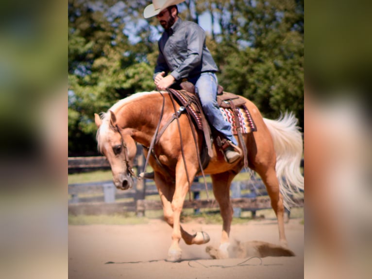 American Quarter Horse Gelding 13 years 15,1 hh Palomino in Borden