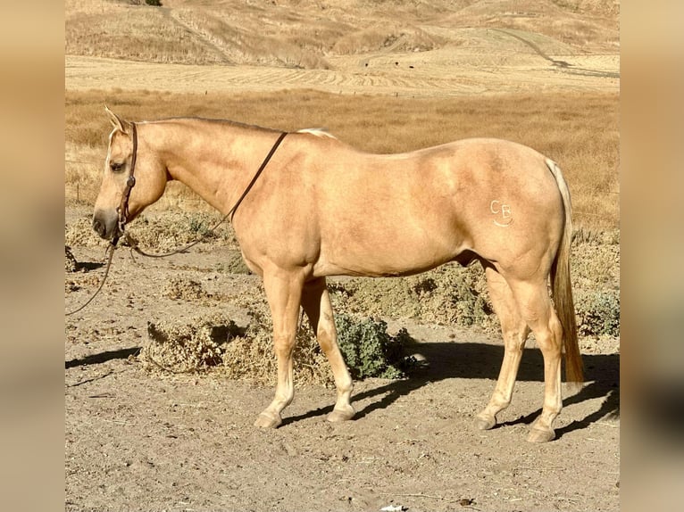 American Quarter Horse Gelding 13 years 15,1 hh Palomino in Bitterwater CA