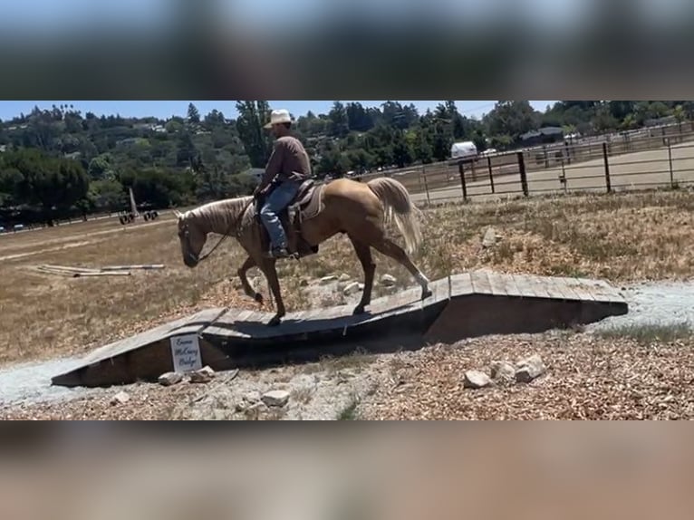 American Quarter Horse Gelding 13 years 15.1 hh Palomino in Paicines Ca
