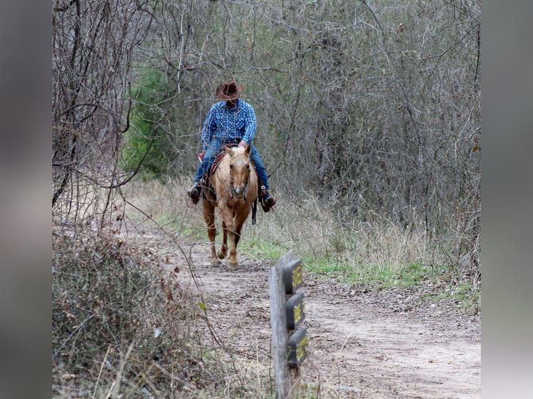 American Quarter Horse Gelding 13 years 15,1 hh Palomino in Stephenville TX