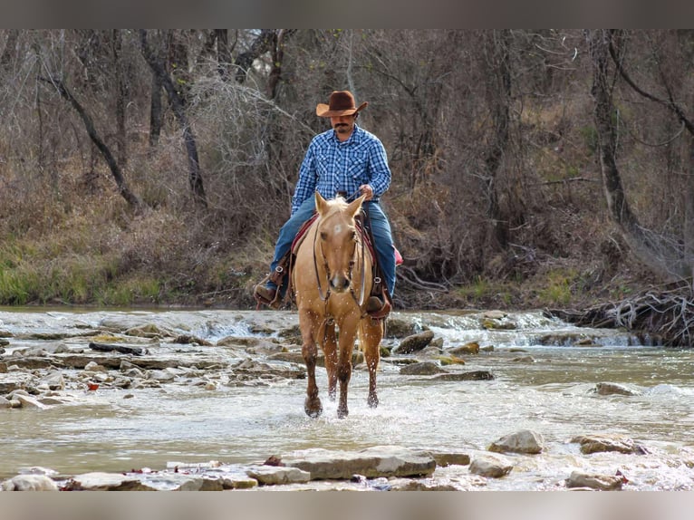 American Quarter Horse Gelding 13 years 15,1 hh Palomino in Stephenville TX