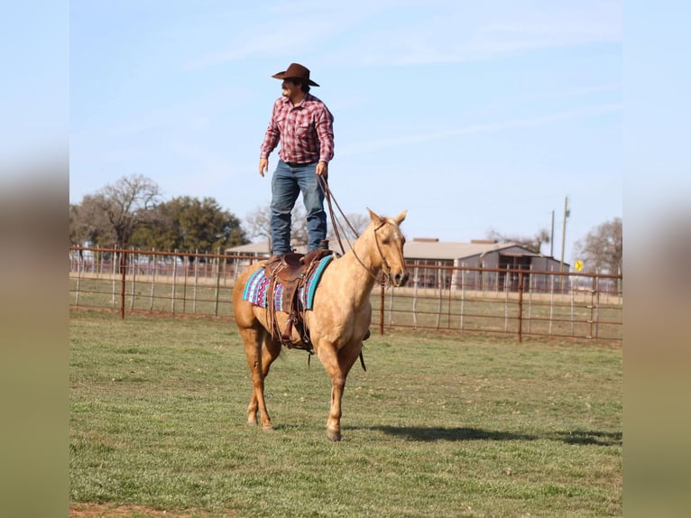 American Quarter Horse Gelding 13 years 15,1 hh Palomino in Stephenville TX