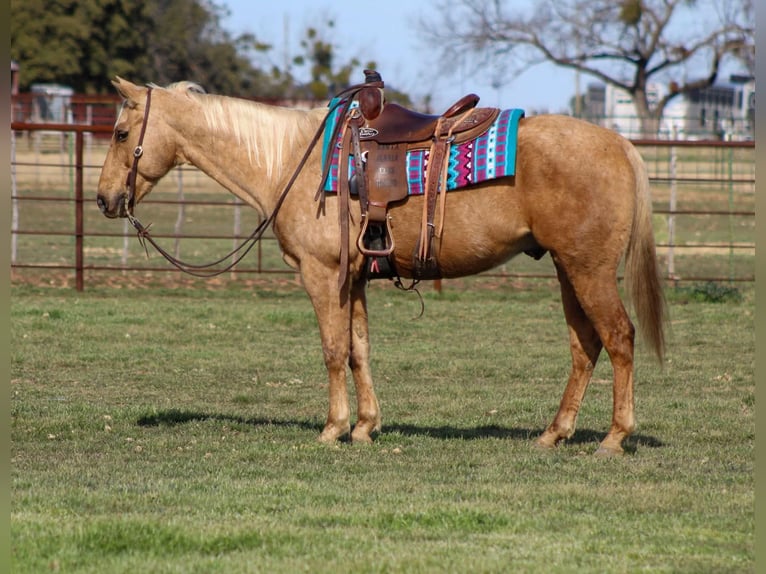 American Quarter Horse Gelding 13 years 15,1 hh Palomino in Stephenville TX