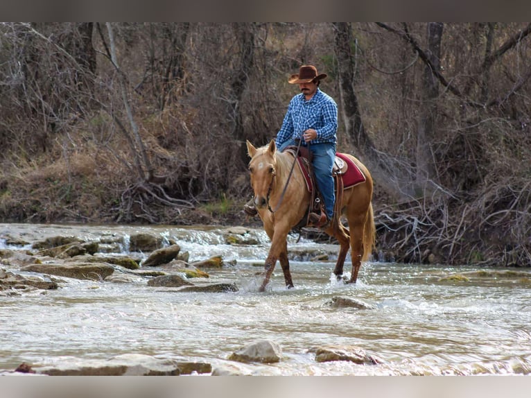 American Quarter Horse Gelding 13 years 15,1 hh Palomino in Stephenville TX