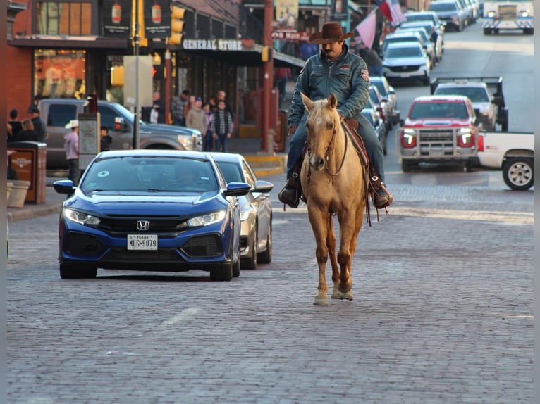 American Quarter Horse Gelding 13 years 15,1 hh Palomino in Stephenville TX