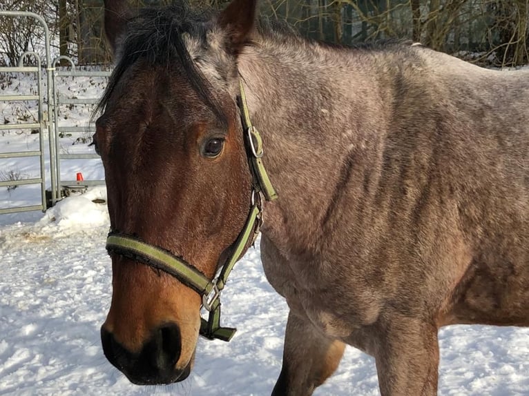 American Quarter Horse Gelding 13 years 15,1 hh Roan-Bay in Dietenheim