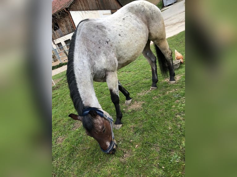 American Quarter Horse Gelding 13 years 15,1 hh Roan-Bay in Dietenheim