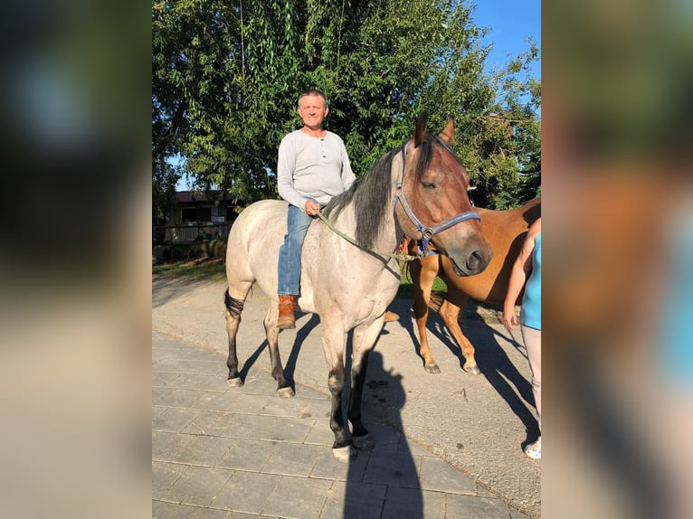 American Quarter Horse Gelding 13 years 15,1 hh Roan-Bay in Dietenheim