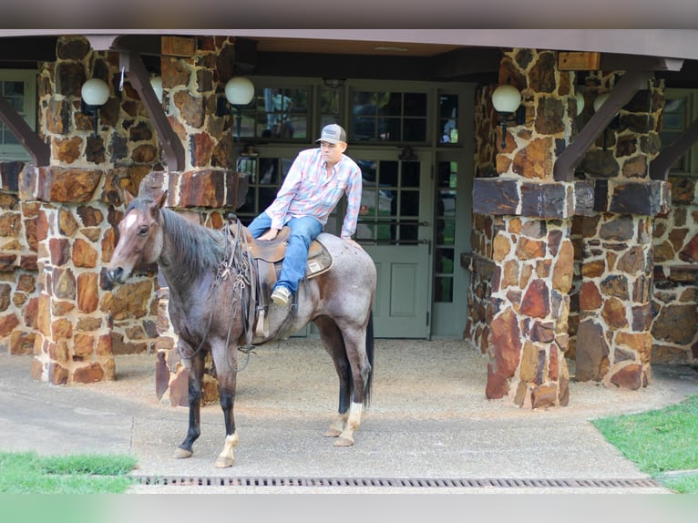 American Quarter Horse Gelding 13 years 15,1 hh Roan-Bay in RUSK, TX