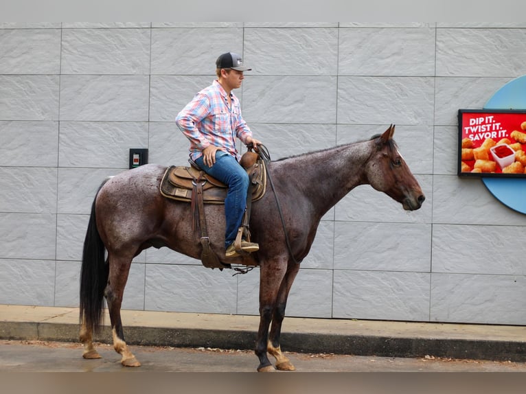 American Quarter Horse Gelding 13 years 15,1 hh Roan-Bay in RUSK, TX