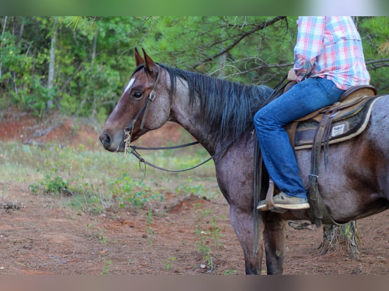 American Quarter Horse Gelding 13 years 15,1 hh Roan-Bay in RUSK, TX