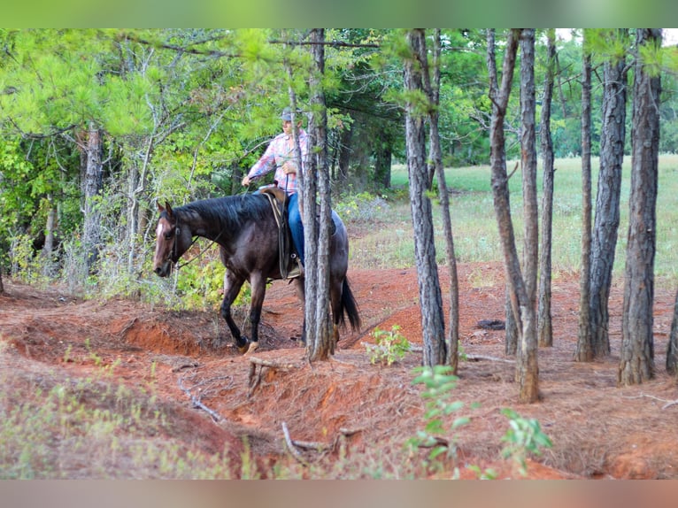 American Quarter Horse Gelding 13 years 15,1 hh Roan-Bay in RUSK, TX