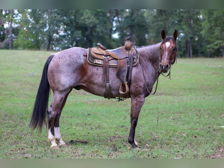 American Quarter Horse Gelding 13 years 15,1 hh Roan-Bay in RUSK, TX