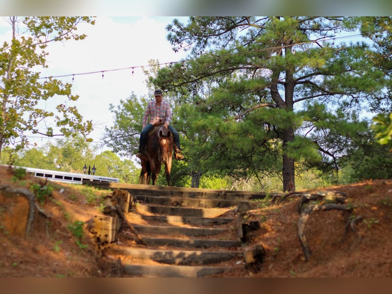 American Quarter Horse Gelding 13 years 15,1 hh Roan-Bay in RUSK, TX