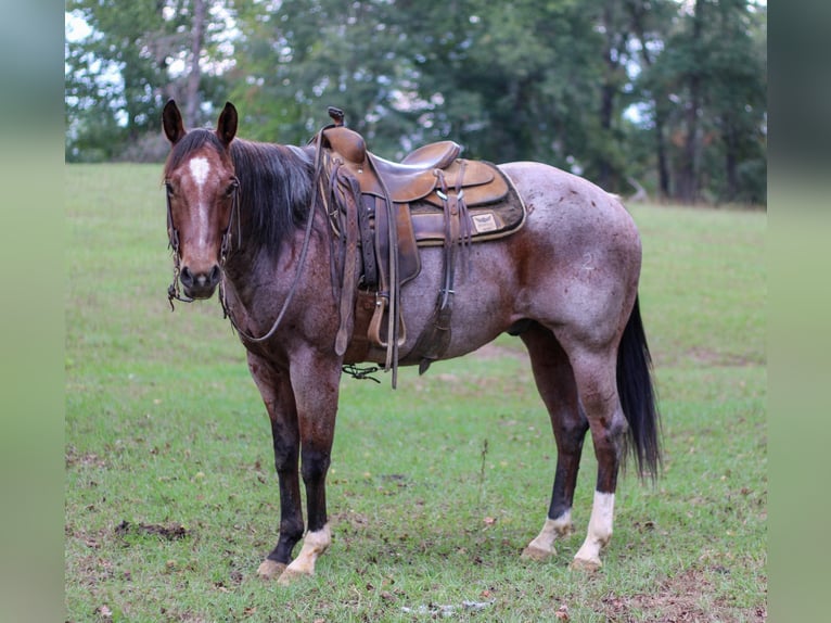 American Quarter Horse Gelding 13 years 15,1 hh Roan-Bay in RUSK, TX