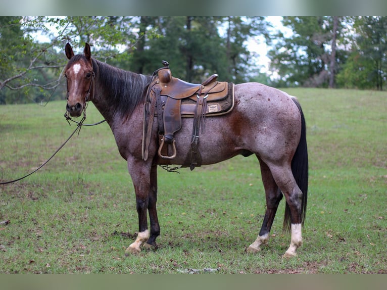 American Quarter Horse Gelding 13 years 15,1 hh Roan-Bay in RUSK, TX