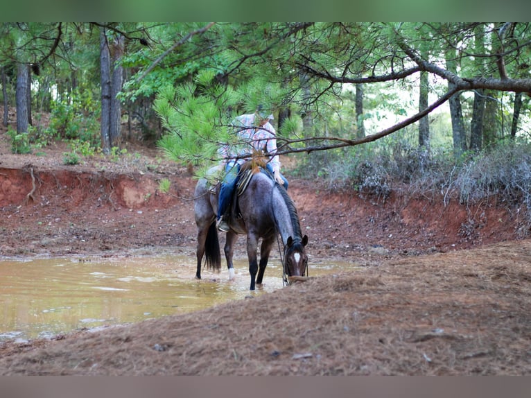 American Quarter Horse Gelding 13 years 15,1 hh Roan-Bay in RUSK, TX