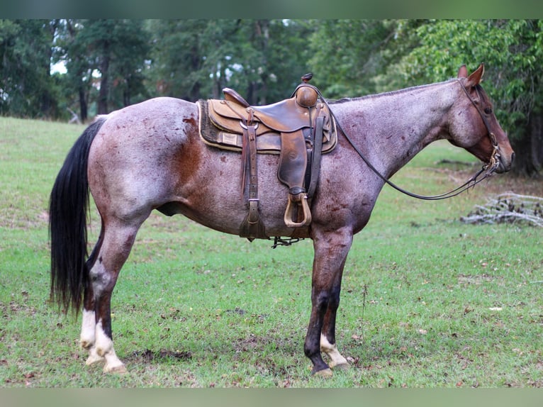 American Quarter Horse Gelding 13 years 15,1 hh Roan-Bay in RUSK, TX