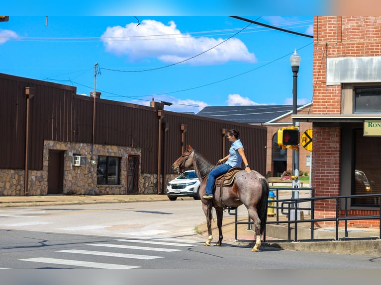 American Quarter Horse Gelding 13 years 15,1 hh Roan-Bay in RUSK, TX