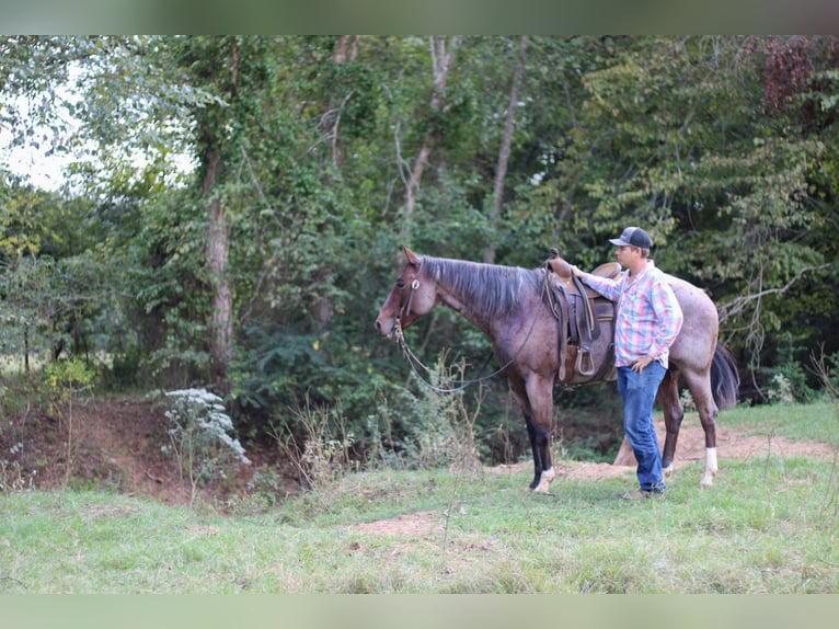 American Quarter Horse Gelding 13 years 15,1 hh Roan-Bay in RUSK, TX