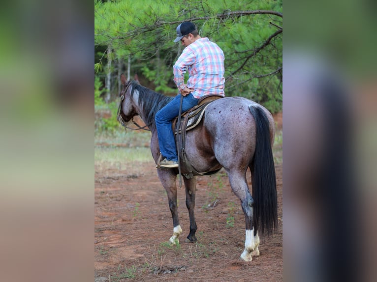 American Quarter Horse Gelding 13 years 15,1 hh Roan-Bay in RUSK, TX