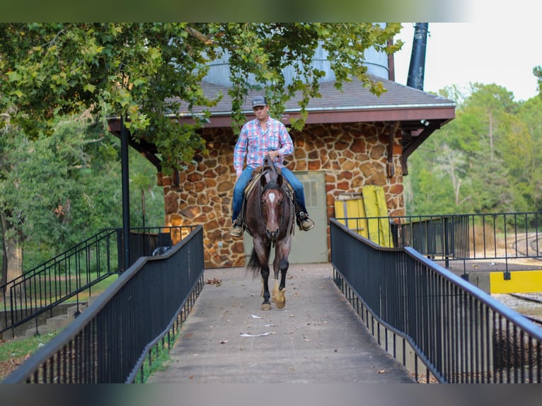 American Quarter Horse Gelding 13 years 15,1 hh Roan-Bay in RUSK, TX