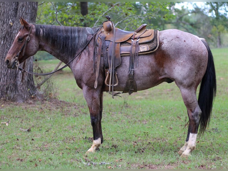 American Quarter Horse Gelding 13 years 15,1 hh Roan-Bay in RUSK, TX