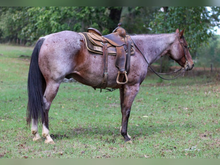 American Quarter Horse Gelding 13 years 15,1 hh Roan-Bay in RUSK, TX