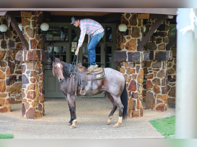 American Quarter Horse Gelding 13 years 15,1 hh Roan-Bay in RUSK, TX