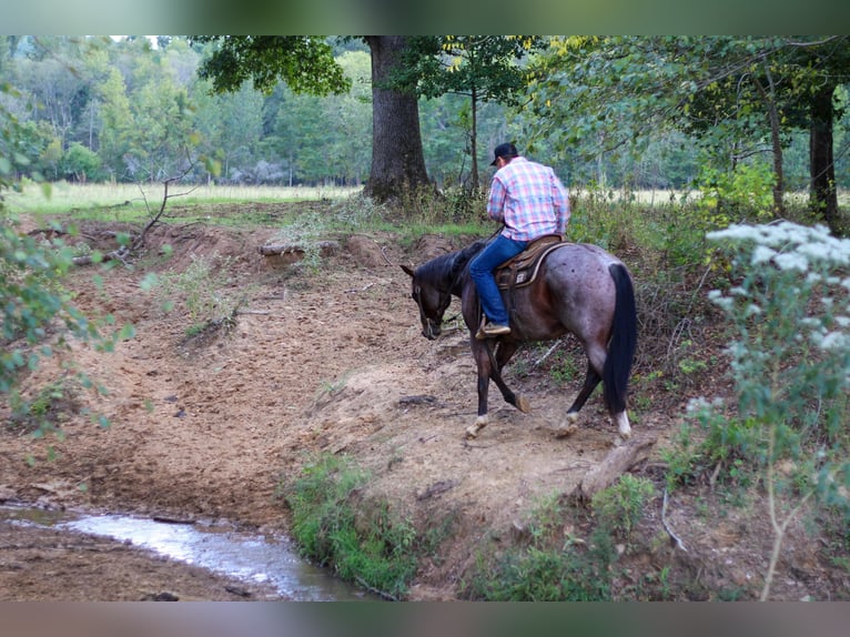 American Quarter Horse Gelding 13 years 15,1 hh Roan-Bay in RUSK, TX