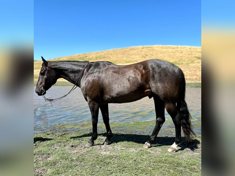 American Quarter Horse Gelding 13 years 15,1 hh Roan-Blue in Paso Robles, CA