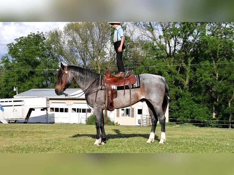 American Quarter Horse Mix Gelding 13 years 15,1 hh Roan-Blue in Rebersburg, PA