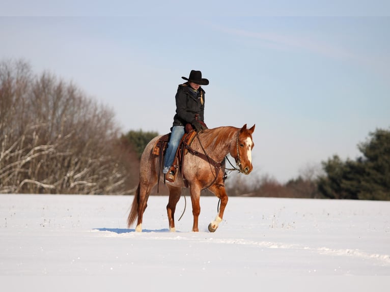 American Quarter Horse Gelding 13 years 15.1 hh Roan-Red in Clarion