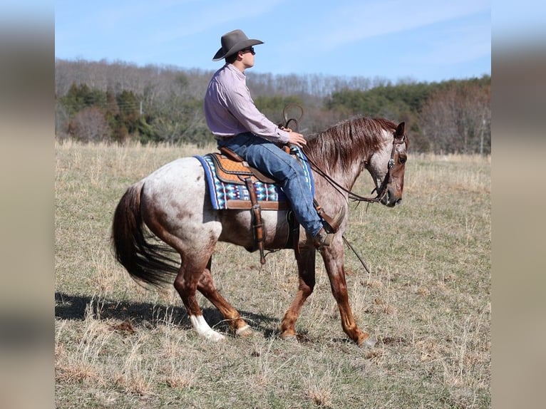 American Quarter Horse Gelding 13 years 15,1 hh Roan-Red in Brodhead Ky