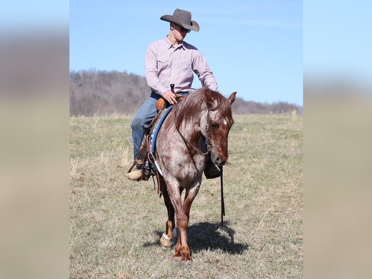 American Quarter Horse Gelding 13 years 15,1 hh Roan-Red in Brodhead Ky