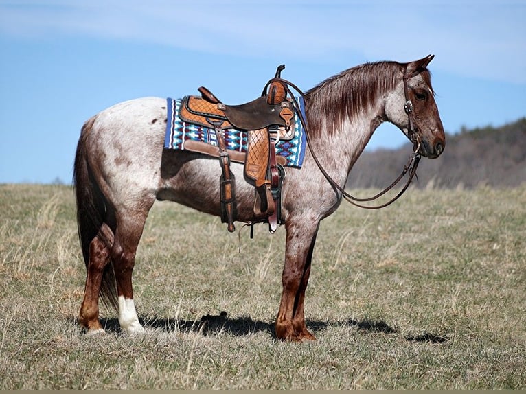 American Quarter Horse Gelding 13 years 15,1 hh Roan-Red in Brodhead Ky