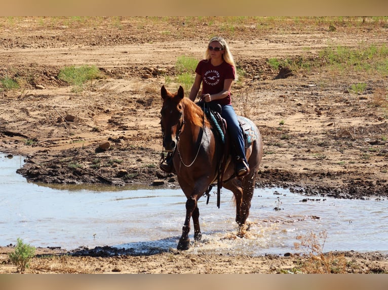 American Quarter Horse Gelding 13 years 15,1 hh Roan-Red in Graham TX